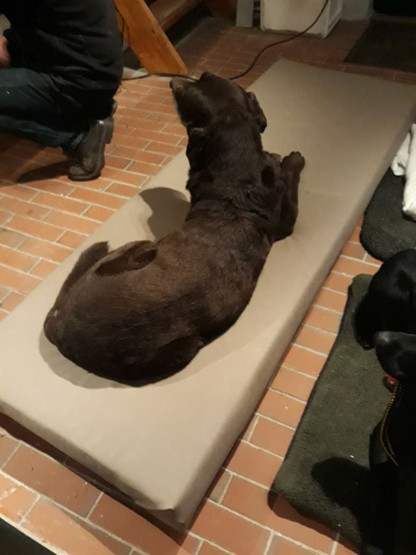 Labrador Bruno testet die gepolsterte Liegefläche des selbst gebauten Hundesofas