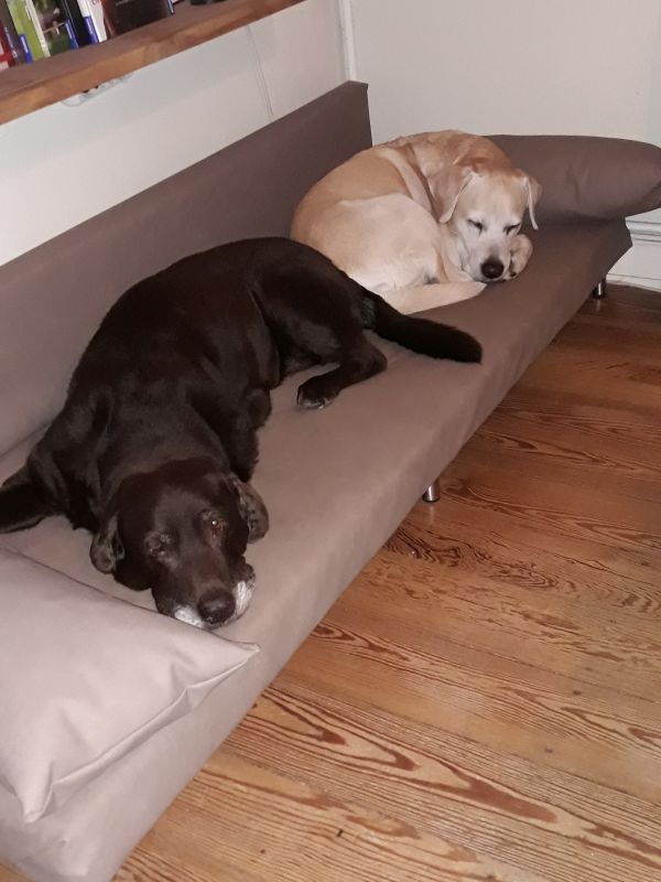 Zwei Labradore auf dem fertigen Hundesofa – gemütlicher neuer Lieblingsplatz im Esszimmer