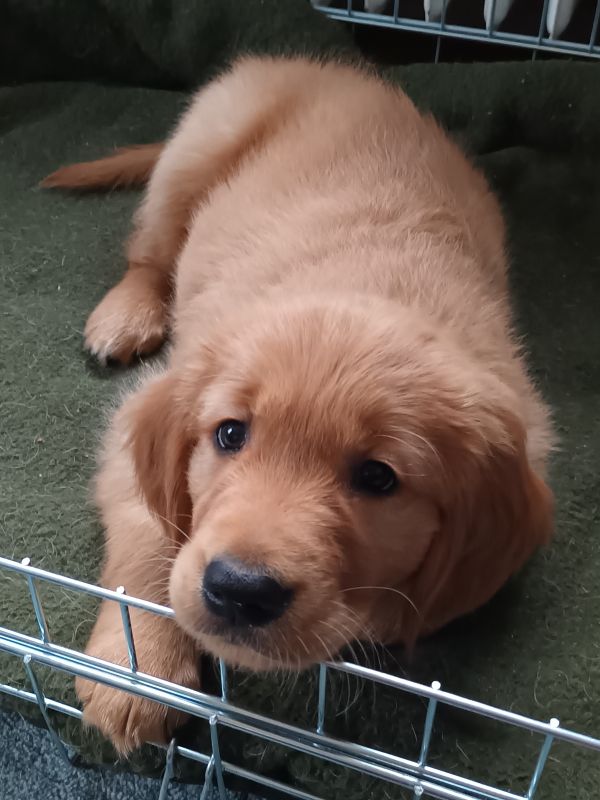 Golden Retriever Welpe schaut in die Kamera.
