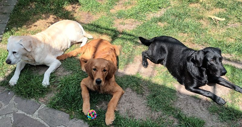 Ein gelber Labrador, ein Golden Retriever und ein schwarzer Labrador liegen auf einem ramponierten Rasenstück.