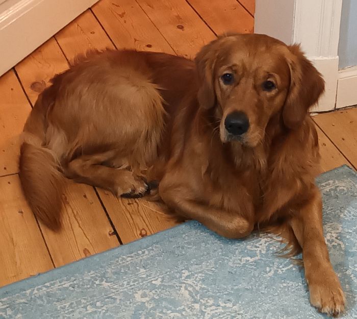 Golden Retriever Hudson liegt unschuldig im Türrahmen und blickt in die Kamera.
