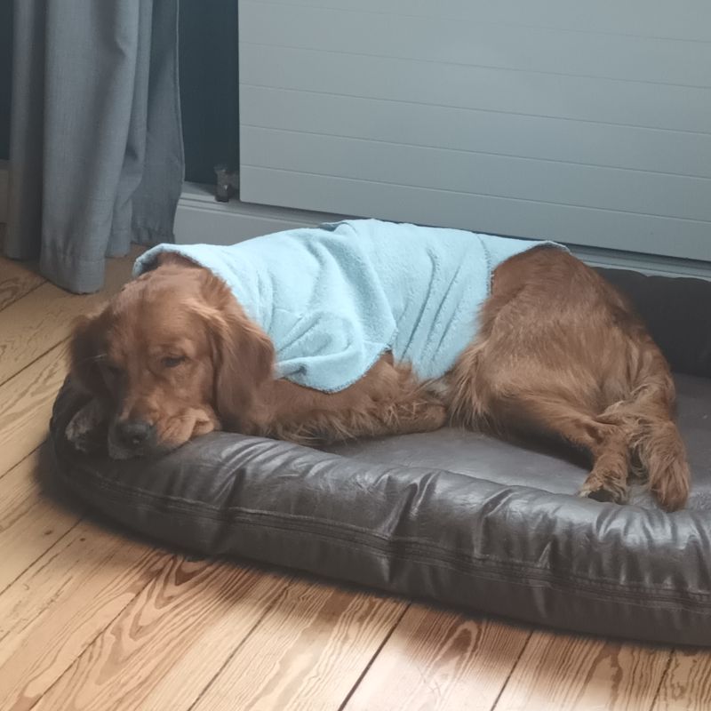 Golden Retriever liegt zufrieden mit seinem neuen Bademantel im Hundebett.