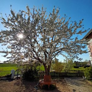 Kirschbaum in voller Blüte in meinem Garten