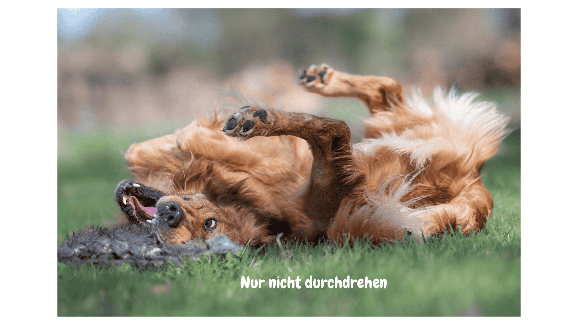 Meine to want-Liste 3. Quartal 2025