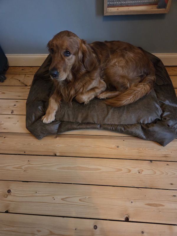 Hudson auf dem fertigen Hundebett