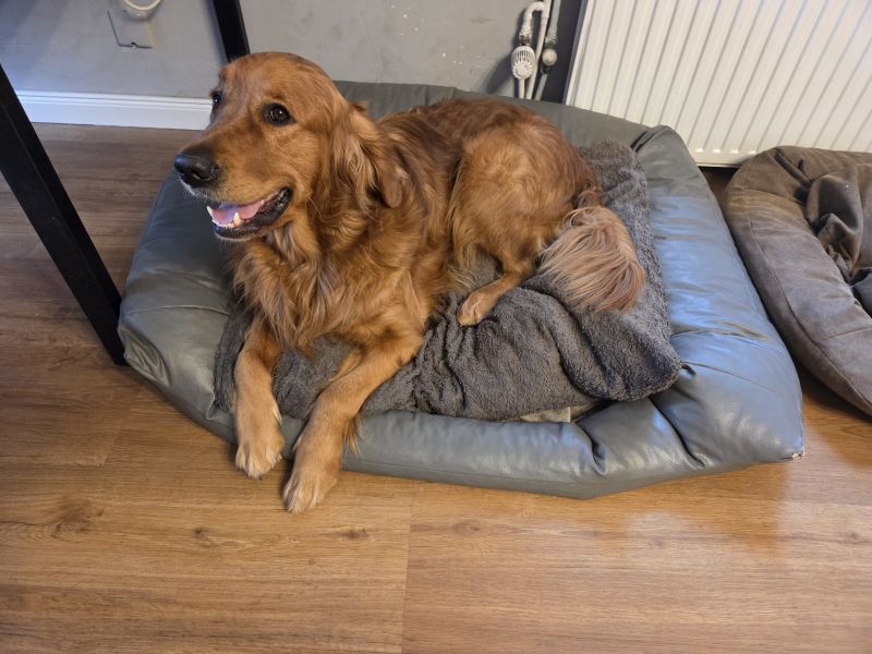 Hundekissen selbstgenäht _Hudson liegt im Hundebett