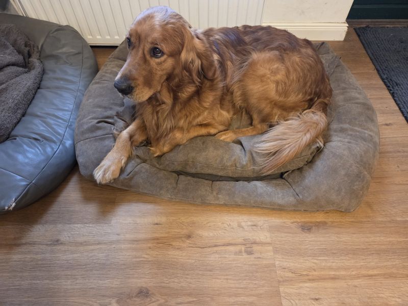 Kleines selbstgenähtes Hundekissen mit Hudson