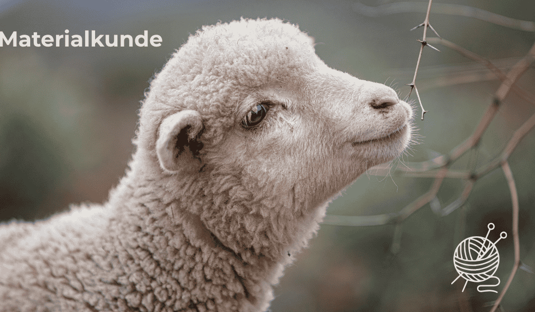 Ein Merinoschaf als Platzhalter für die Materialkunde