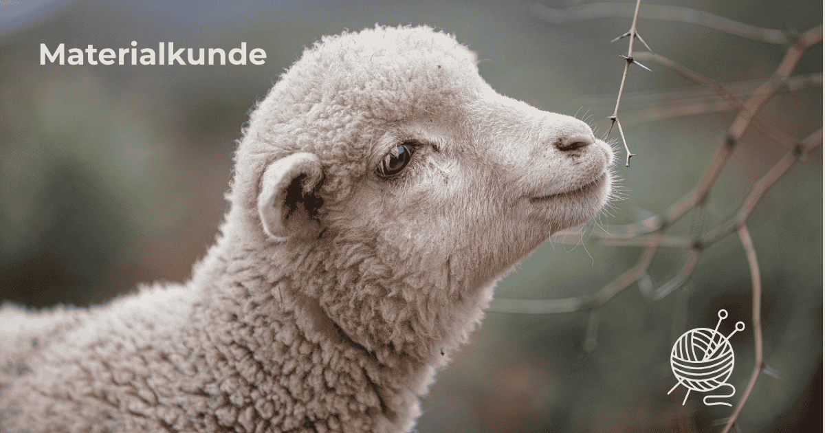 Ein Merinoschaf als Platzhalter für die Materialkunde